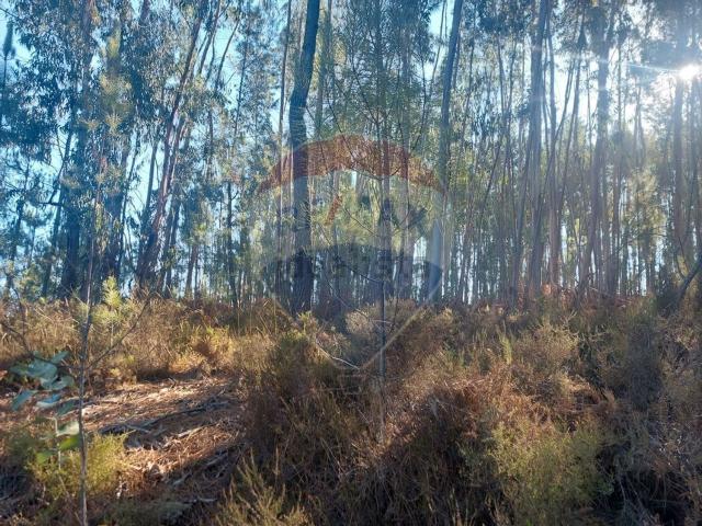 Terreno, Ferreira do Zêzere