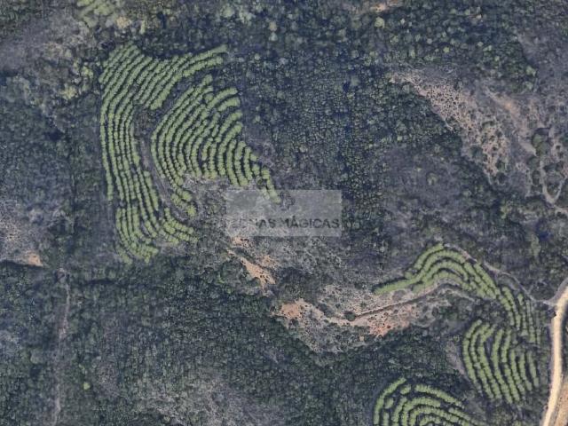 Terreno Florestal