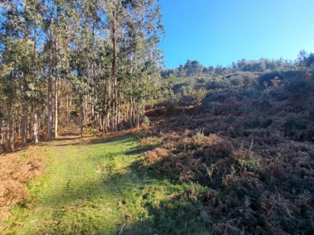 Terreno florestal