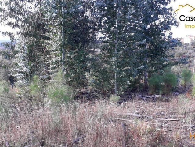 Terreno Florestal | 26084086586