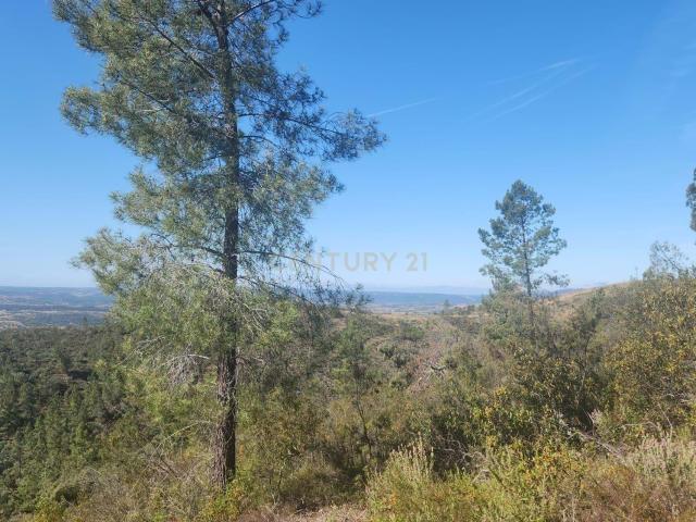 Terreno Florestal 3,4ha Barroca da Ferranha, Perais, Vila Velha de Ródão
