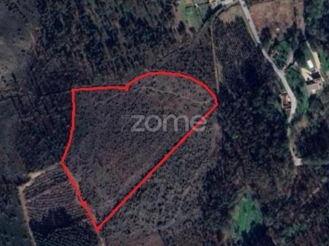 Terreno Florestal sito em Guimarei!