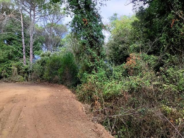 Terreno, Foixá