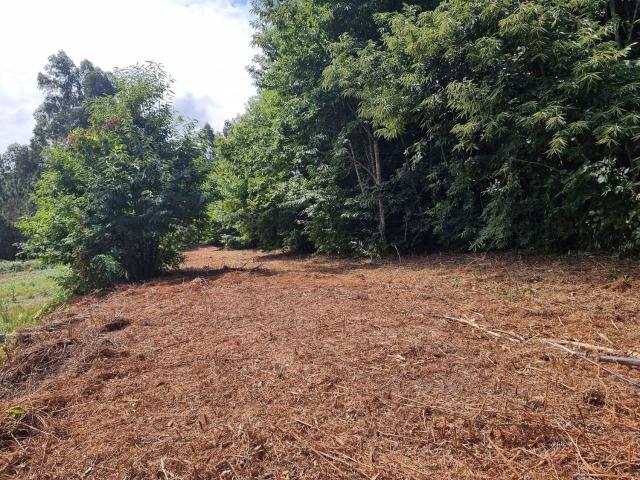 Terreno, Forjães