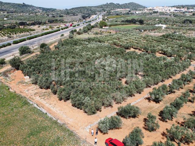 Terreno, Freginals