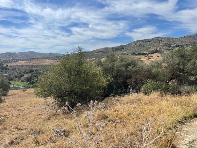 Terreno, Guaro
