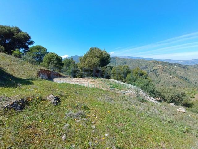Terreno, Guaro