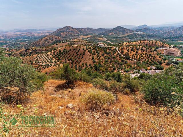 Terreno, Guaro