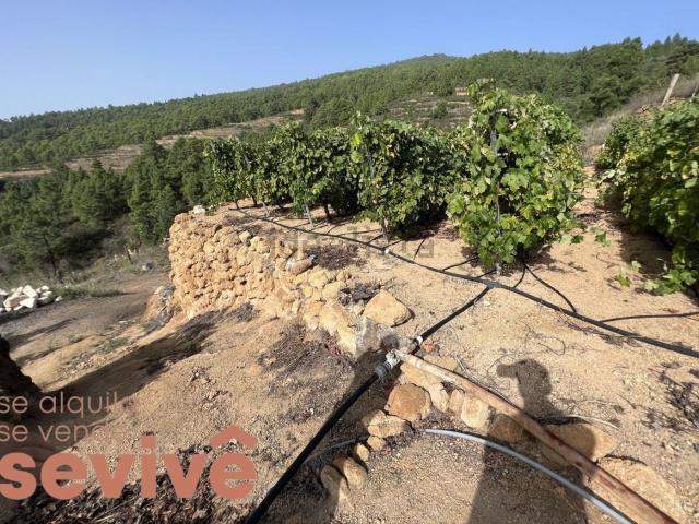Terreno, Güimar