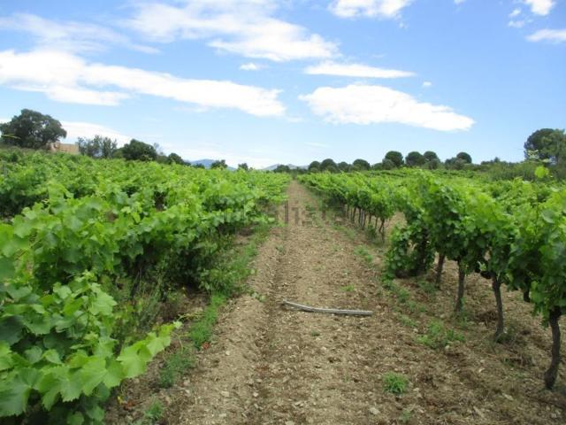 Terreno, Garriguella