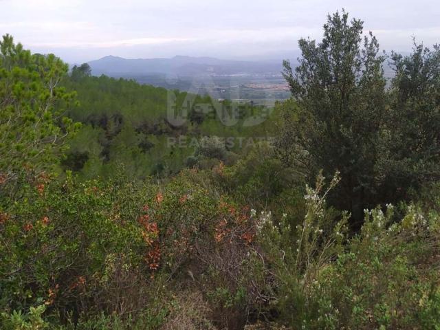 Terreno, Ginestar