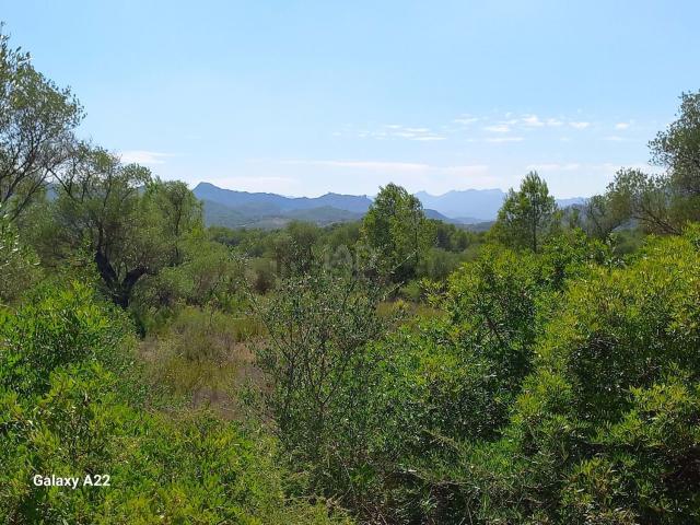 Terreno, Ginestar