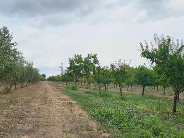 Terreno, Ginestar