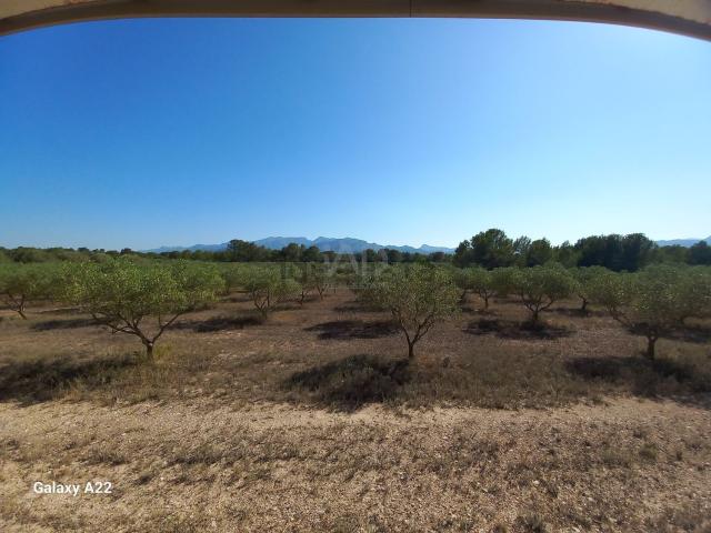 Terreno, Ginestar