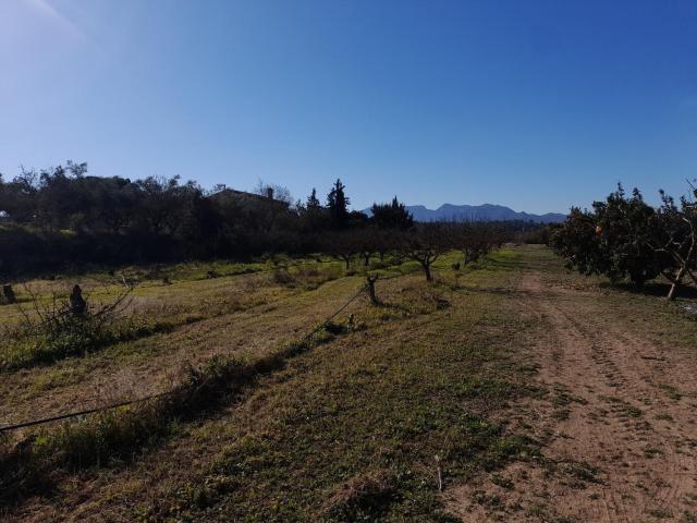 Terreno, Ginestar