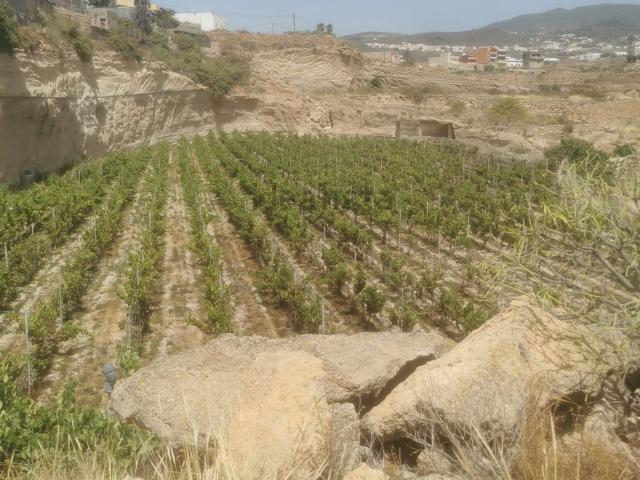 Terreno, Granadilla de Abona