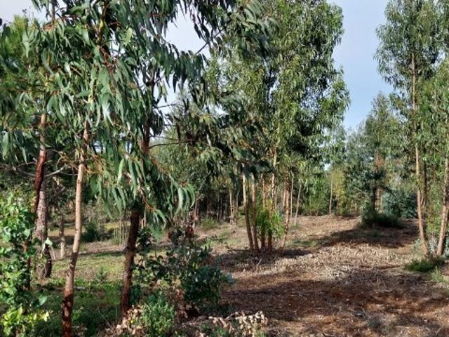 Terreno, Grândola e Santa Margarida Da Serra, Grândola | BPI Expresso Imobiliário