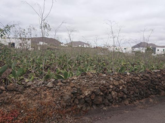 Terreno, Haria