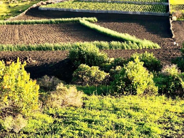 Terreno, Haria