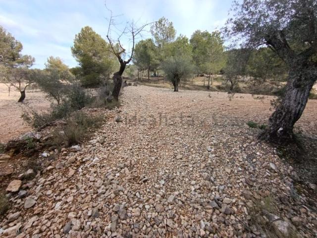 Terreno, Hondón de las Nieves