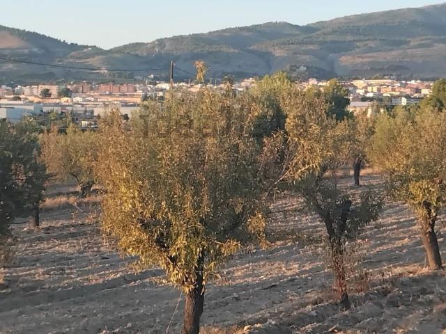 Terreno, Ibi