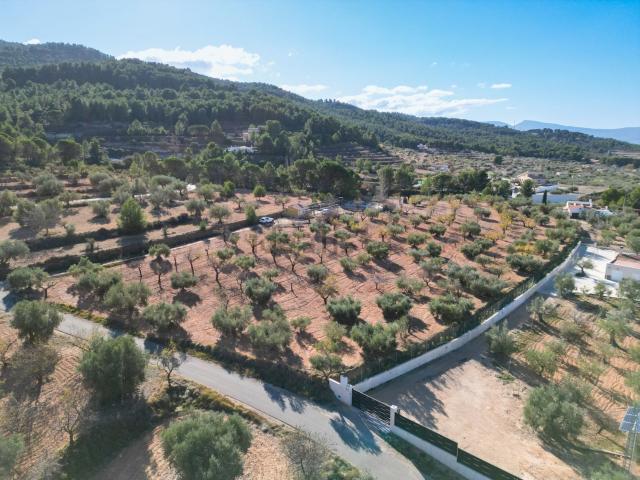Terreno, Ibi