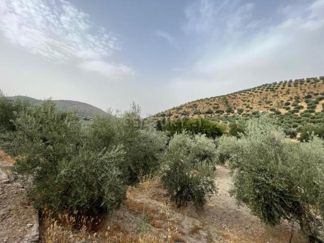 Terreno, Illora