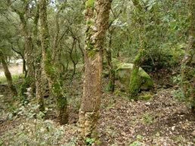 Terreno in affitto a Campiglia Marittima LI