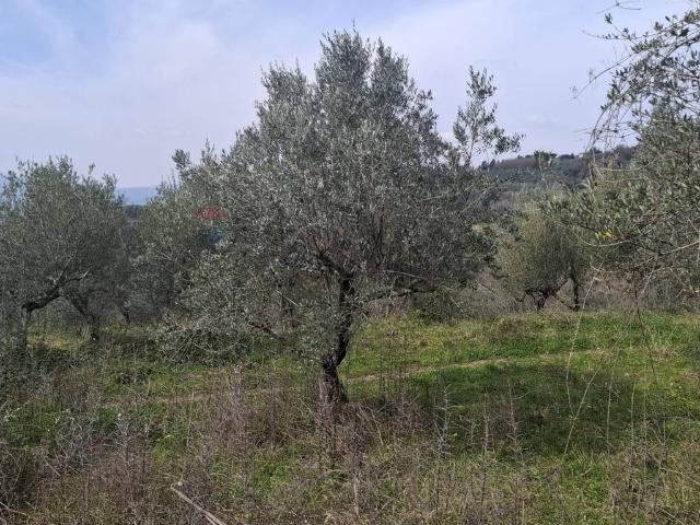 Terreno in affitto a Castelfranco Piandisco AR