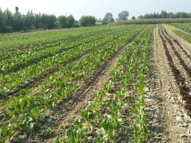 Terreno in affitto a Cerea VR