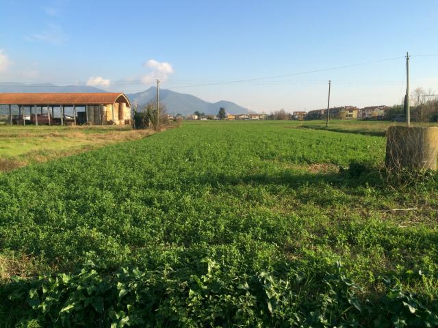 Terreno in affitto a Pisa, Piagge