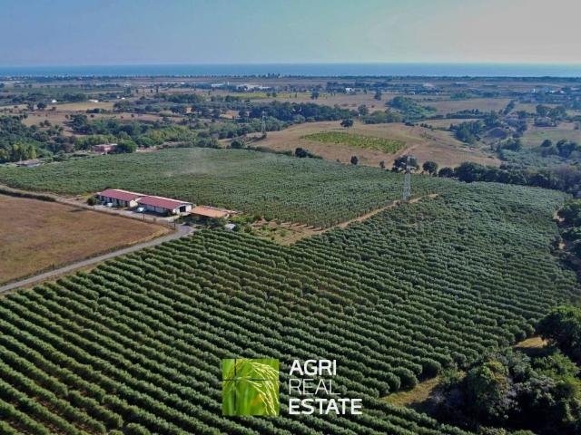 Terreno in affitto a Pomezia RM
