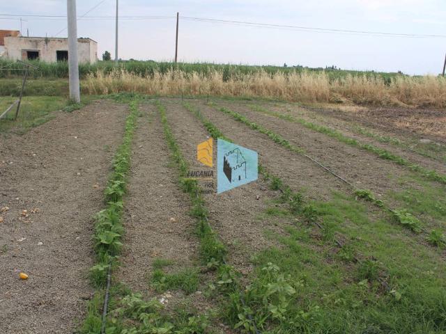 Terreno in affitto a Scanzano Jonico MT