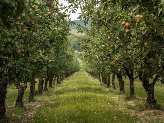 Terreno in vendita, Colle di Val d'Elsa le grazie