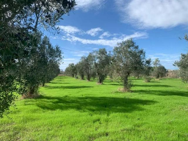 Terreno in vendita a Taviano LE
