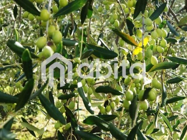 Terreno in vendita a Terranuova Bracciolini AR