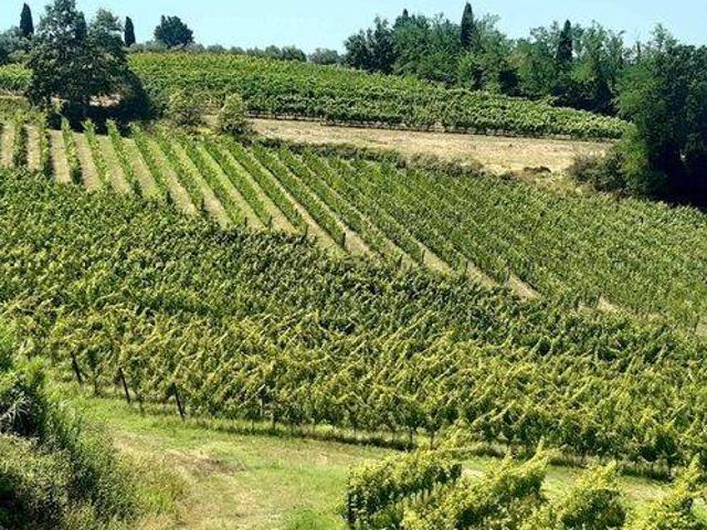 Terreno in vendita a Terricciola PI