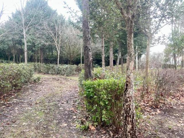 Terreno agricolo in vendita a Toiano Siena 2710 mq Rif: 1302682
