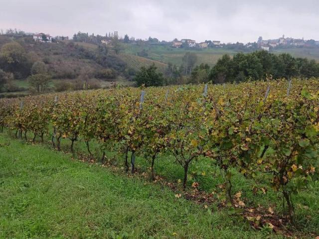 Terreno in vendita a Tortona AL