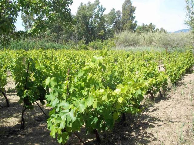 Terreno in vendita a Tortolì NU