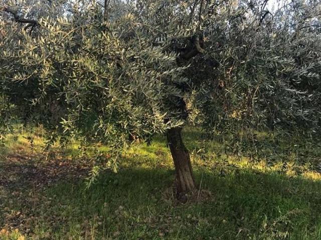 Terreno in vendita a Torino di Sangro CH