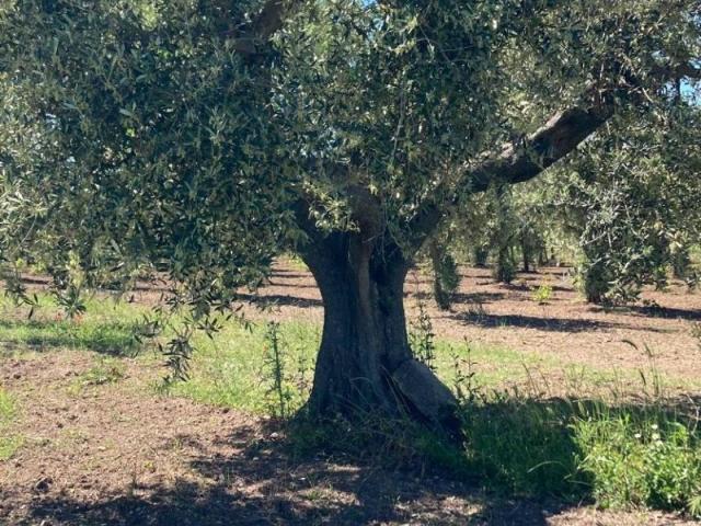 Terreno in vendita a Torremaggiore FG
