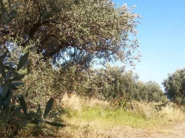 Terreno in vendita a Torrenova ME