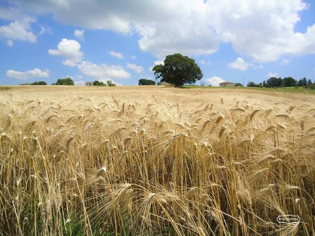 Terreno in vendita a Torri di Quartesolo VI