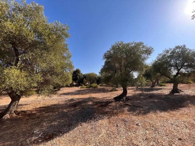 Terreno in vendita a Torricella TA
