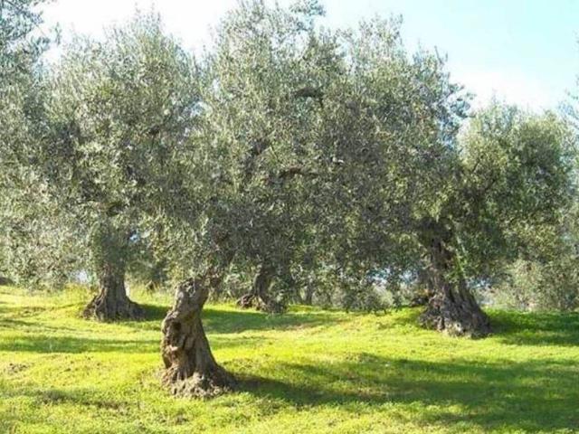 Terreno in vendita a Torrita di Siena SI