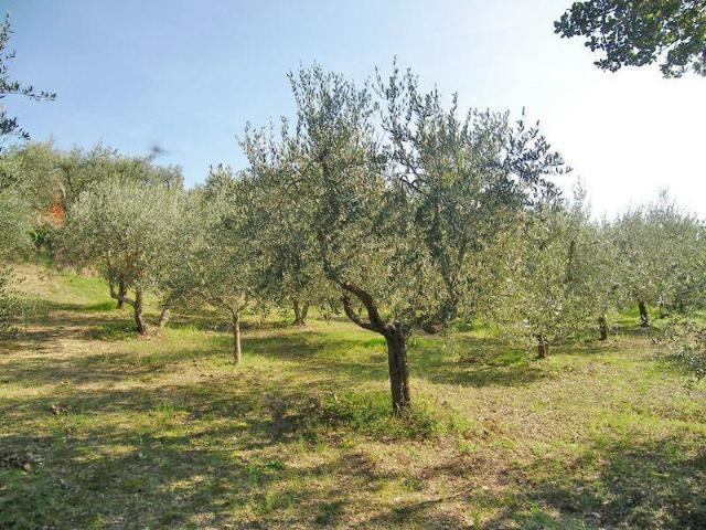 Terreno in vendita a Torrita di Siena SI