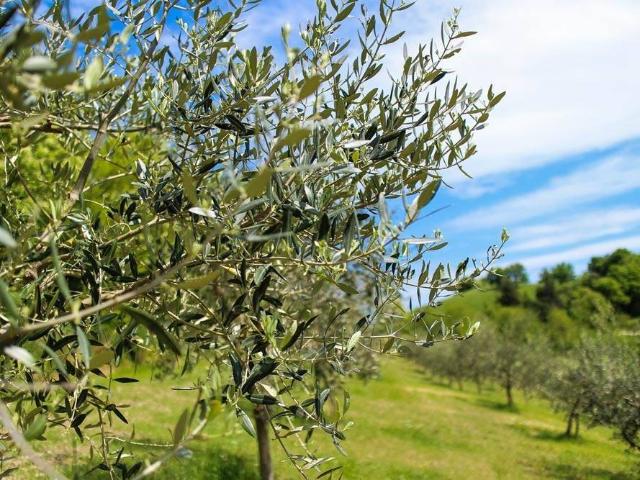 Terreno in vendita a Torrita di Siena SI