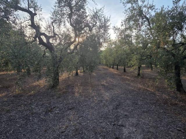 Terreno in vendita a Trani BT