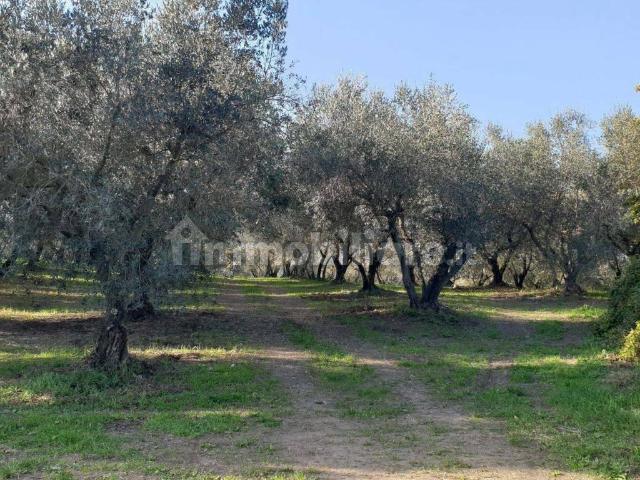 Terreno in vendita a Trevignano Romano RM